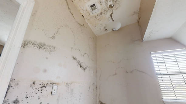 Best Biohazard Mold Removal  in Ridge Wood Heights, FL