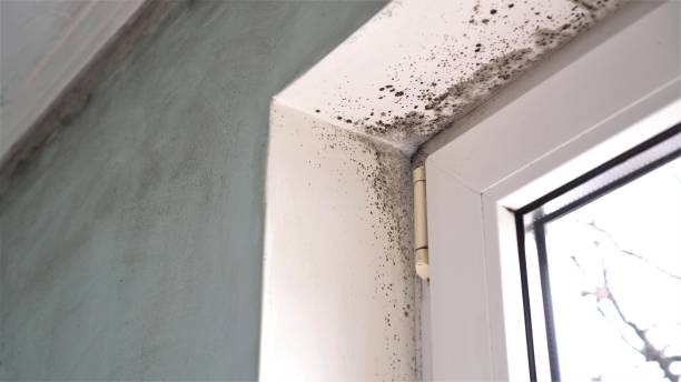 Best Mold Odor Removal Services  in Ridge Wood Heights, FL