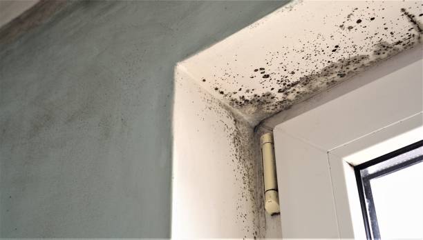 Best Emergency Mold Remediation  in Ridge Wood Heights, FL