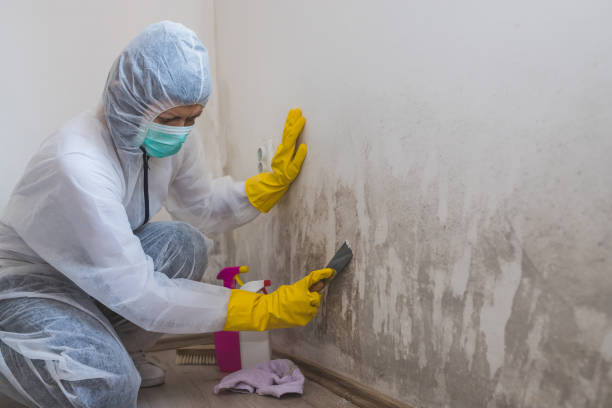 Best Black Mold Removal  in Ridge Wood Heights, FL