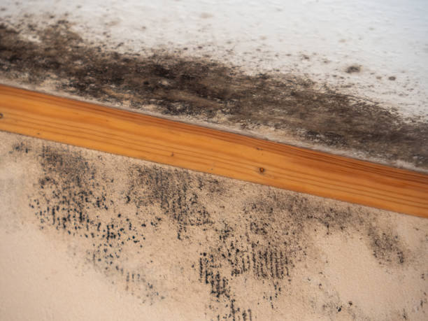 Best Post-Remediation Verification Testing  in Ridge Wood Heights, FL