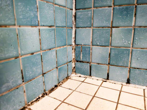 Ridge Wood Heights, FL Mold Removal Company