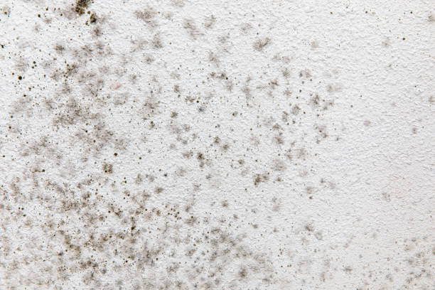 Best Air Quality Testing for Mold Spores  in Ridge Wood Heights, FL