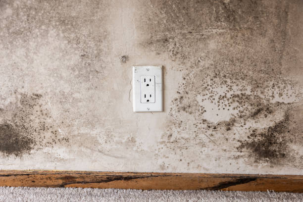 Best Comprehensive Air Testing for Mold Contaminants  in Ridge Wood Heights, FL