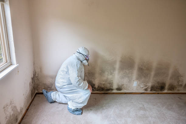 Best Airborne Mold Testing  in Ridge Wood Heights, FL