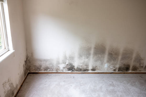 Best Mold Removal for HVAC Installations  in Ridge Wood Heights, FL