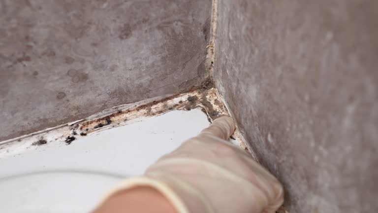 Best Industrial Mold Remediation  in Ridge Wood Heights, FL