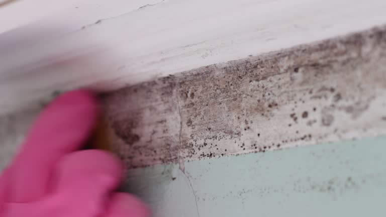 Best Flood Damage  in Ridge Wood Heights, FL